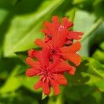 Lychnis chalcedonica Flor
