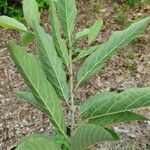 Cordia glazioviana برگ