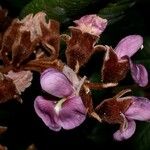Ormosia velutina Flower