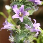 Campanula ajugifolia Floro