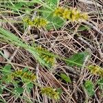 Carex spicata Floare