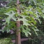 Quercus coccinea Leaf