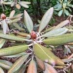 Rhododendron degronianum Blatt