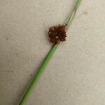 Juncus conglomeratus 花