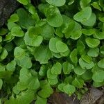 Claytonia rubra Blatt