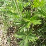 Anemonastrum narcissiflorum Leaf