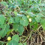 Solanum viarum Fruit