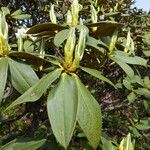 Rhododendron taliense 叶