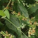 Fallopia dumetorum Fruchs