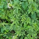 Cleome spinosa Habit