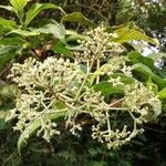 Gaertnera paniculata Flower