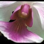 Papilionanthe teres Çiçek