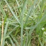 Bulbine frutescens Leaf