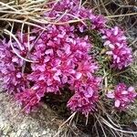 Saxifraga retusa Habitus