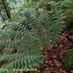 Polystichum × luerssenii Habitus