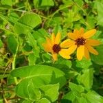 Helianthus debilisFlower