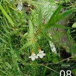 Gratiola officinalis Cvet