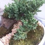 Juniperus chinensis Folha