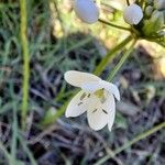 Allium subhirsutumBlomst