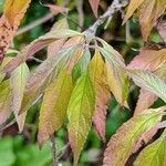 Elsholtzia stauntonii Leaf