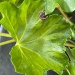 Pelargonium peltatum برگ