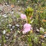 Oenothera suffrutescens Flor