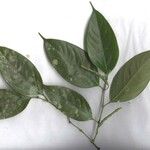 Piper urophyllum Diğer