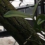Epidendrum ciliare Yaprak