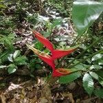 Heliconia bihai Leaf