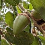 Quercus agrifolia Fruto