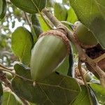 Quercus agrifolia Fruit