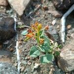 Cleome oxypetala Bloem