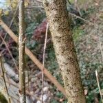 Forsythia intermedia Rhisgl