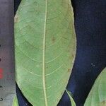 Palicourea brachiata 葉