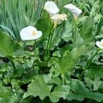 Zantedeschia aethiopica Buveinė