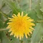 Sonchus oleraceus Flower