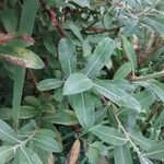 Salix purpurea Листок