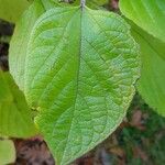 Clerodendrum trichotomum Ліст