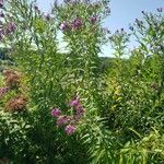 Vernonia noveboracensis Habit