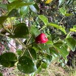 Syzygium deplanchei Fruto