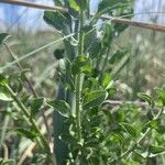 Heterotheca subaxillaris Leaf