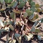 Opuntia basilaris 葉