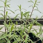 Artemisia dracunculus List