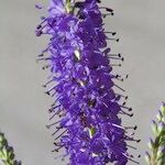 Veronica longifolia 花
