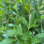 Clethra alnifolia List