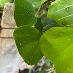 Passiflora biflora Leaf