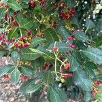 Psychotria capensis Leaf