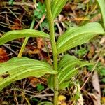 Epipactis helleborine Azala