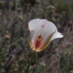 Calochortus venustus ᱵᱟᱦᱟ