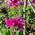 Salvia involucrata Квітка